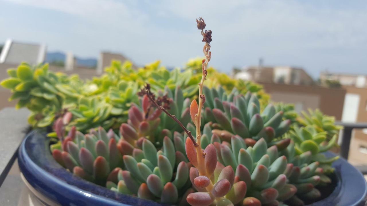 Apartment Garden Terrace Zadar Ngoại thất bức ảnh